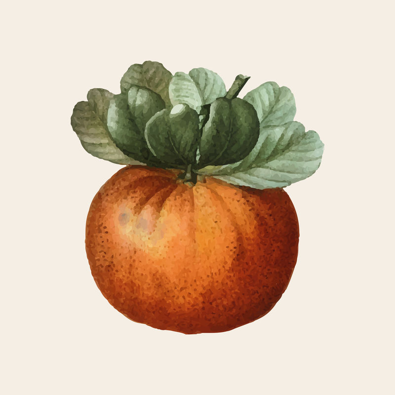 复古bigarade橙色水果手绘插图