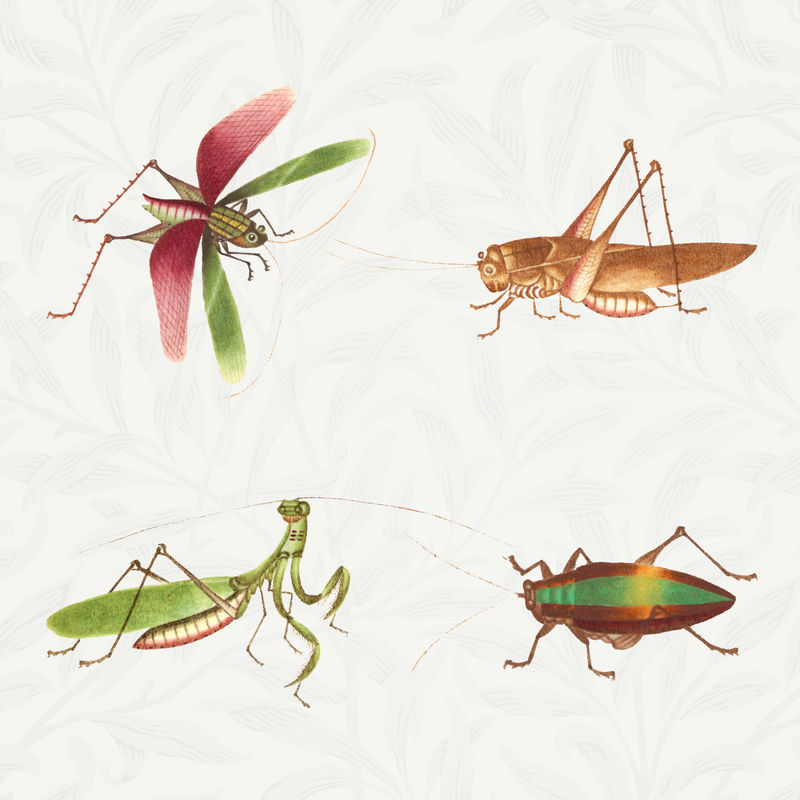 蚱蜢和虫子经典插图集
