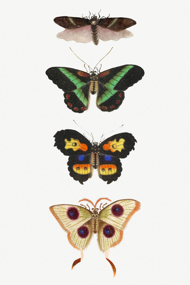 蝴蝶飞蛾和昆虫复古绘画系列