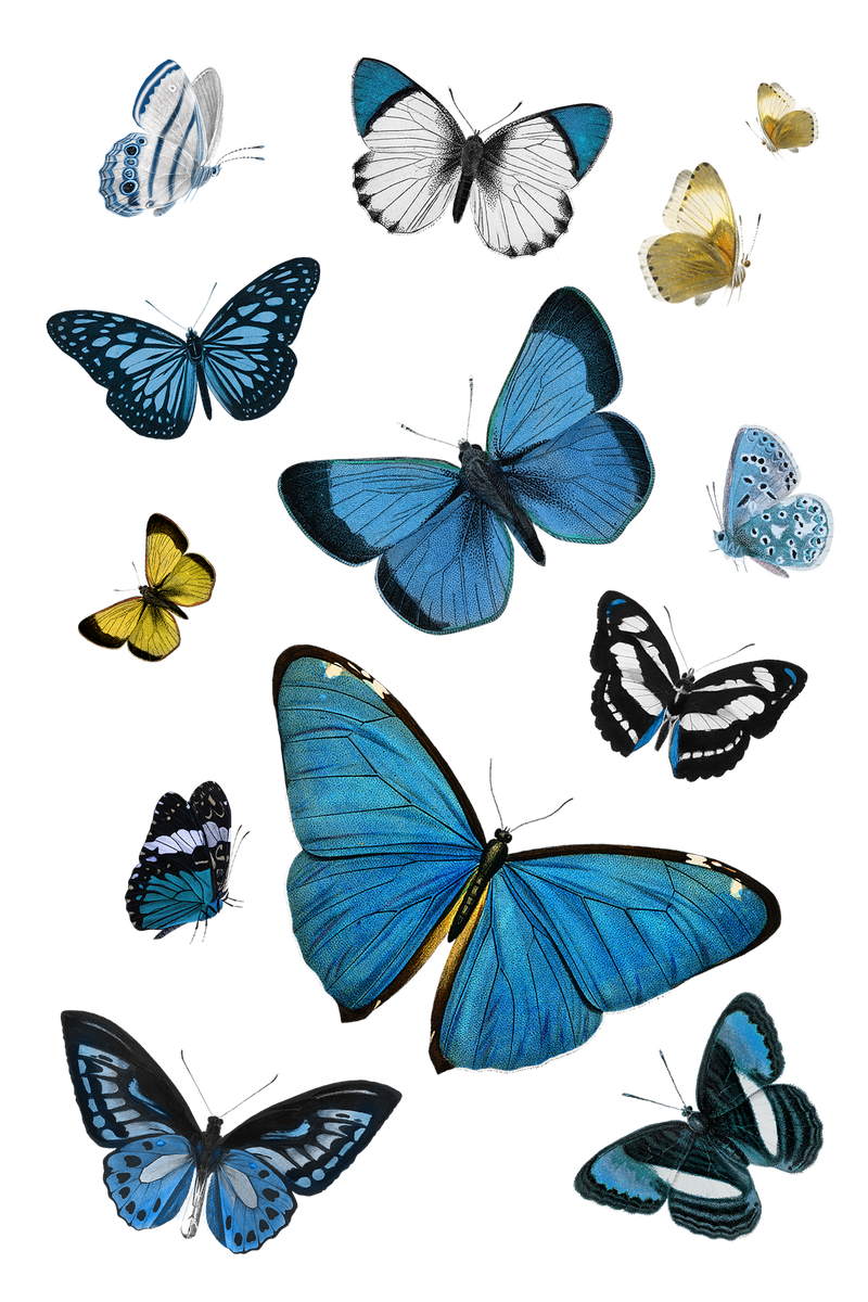 复古常见蓝色蝴蝶插图设计元素集