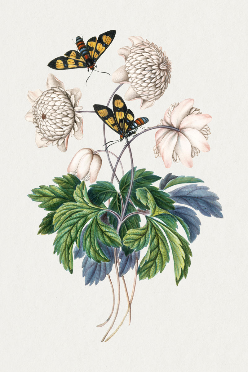 植物花卉蝴蝶贴纸psd从詹姆斯·博尔顿的艺术品中混合而成