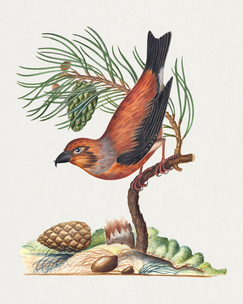 鸟蝴蝶松树贴纸复古插图psd由詹姆斯·博尔顿的艺术品混合而成