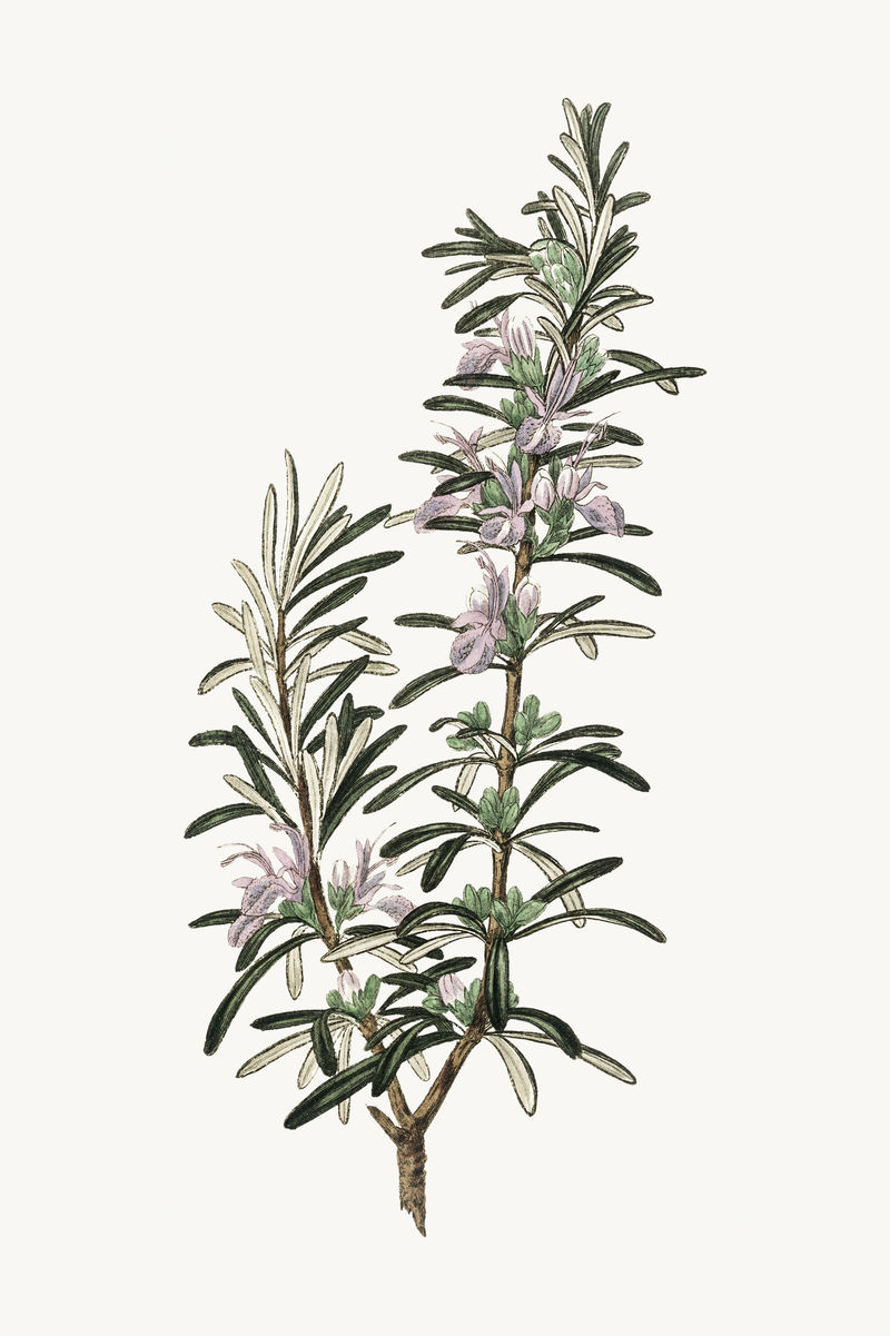 植物迷迭香植物复古素描