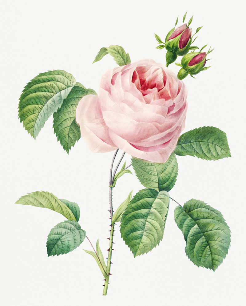 卷心菜玫瑰花psd植物插图由皮埃尔·约瑟夫·雷多特的艺术作品混合而成