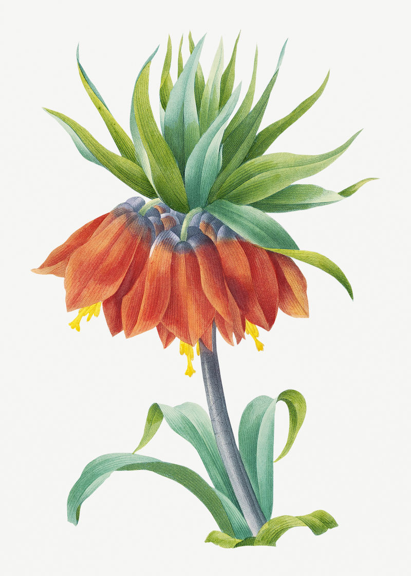凯撒&x27；s皇冠花psd植物插图由皮埃尔·约瑟夫·雷多特的艺术作品混合而成