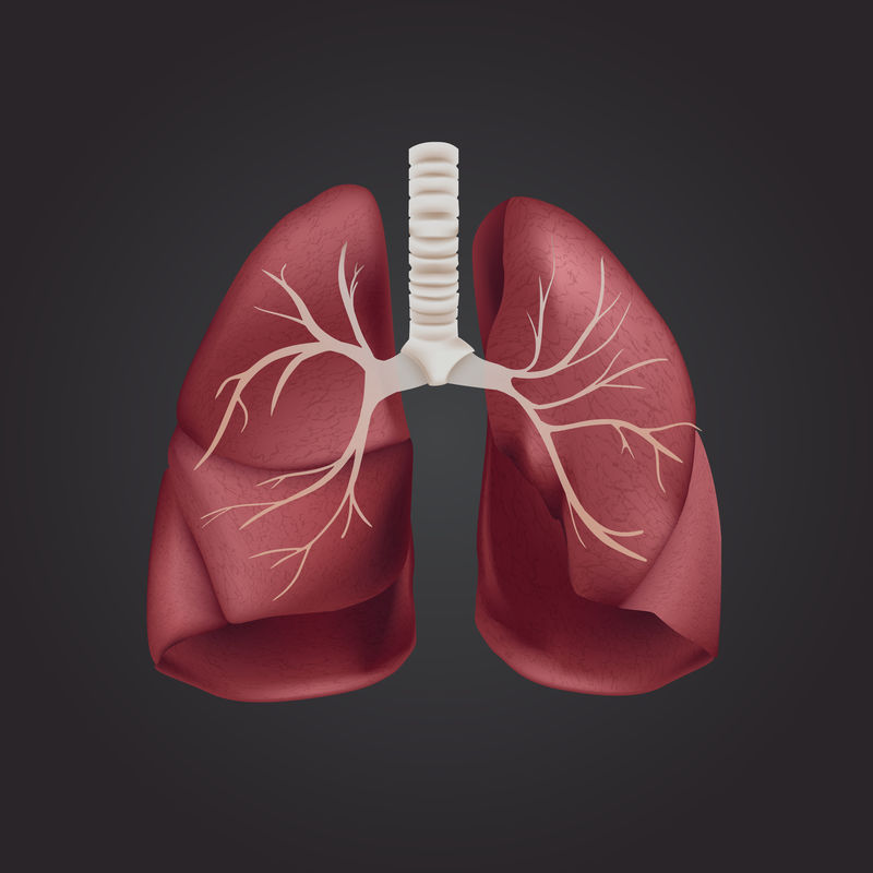 三维肺部医学图像psd（红色）
