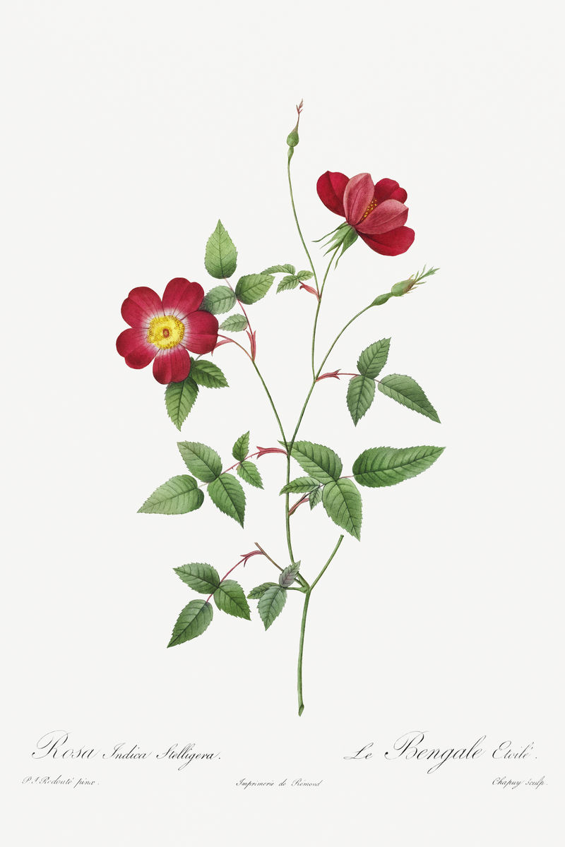 Rosa Indica Stelligera插画海报模型