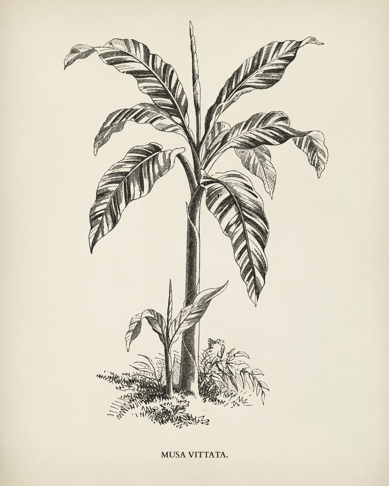 本杰明·福塞特（1808-1893）为雪莉·希伯德（1825-1890）的新的和稀有的美丽叶子植物雕刻的穆萨·维塔塔