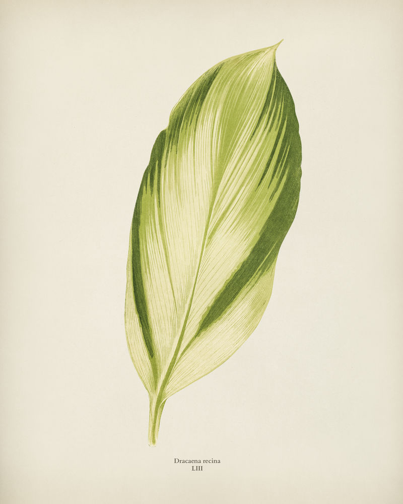 本杰明·福塞特（1808-1893）为雪莉·希伯德（1825-1890）的新的和稀有的美丽叶子植物雕刻的龙血树