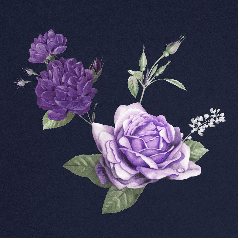 优雅的紫色psd卷心菜玫瑰花束手绘插图
