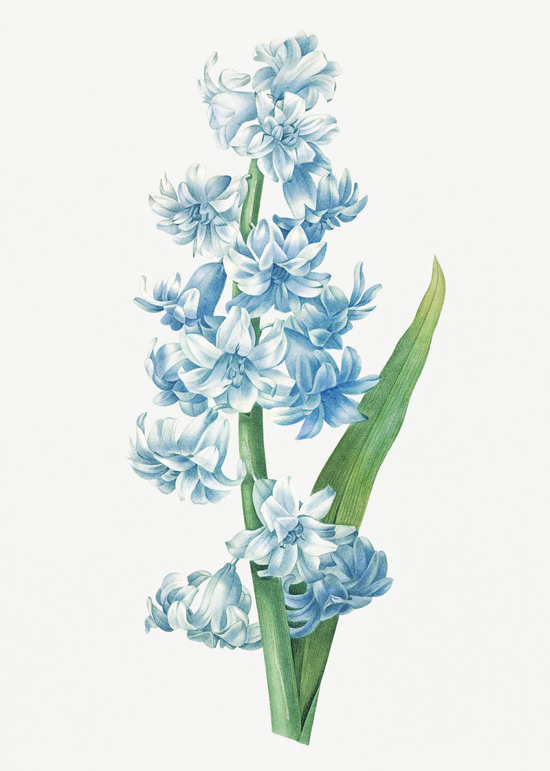 蓝色风信子花psd植物插图由皮埃尔·约瑟夫·雷多特的艺术作品混合而成