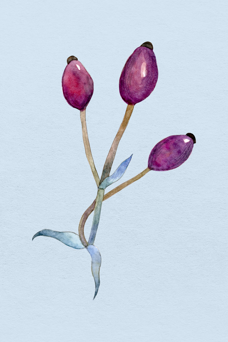 手绘水彩植物花蕾插图