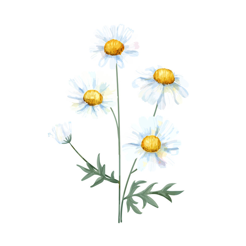手绘白色普通雏菊花插图