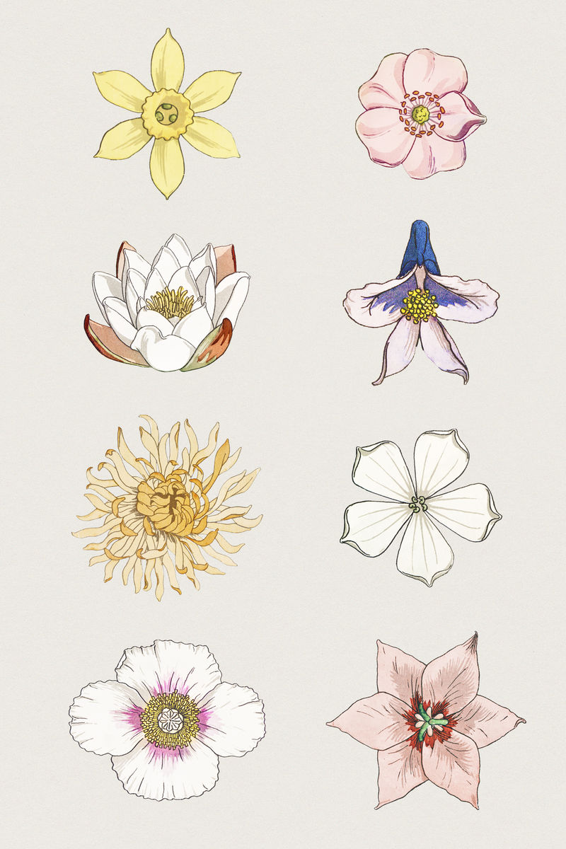 复古花卉插画集设计元素