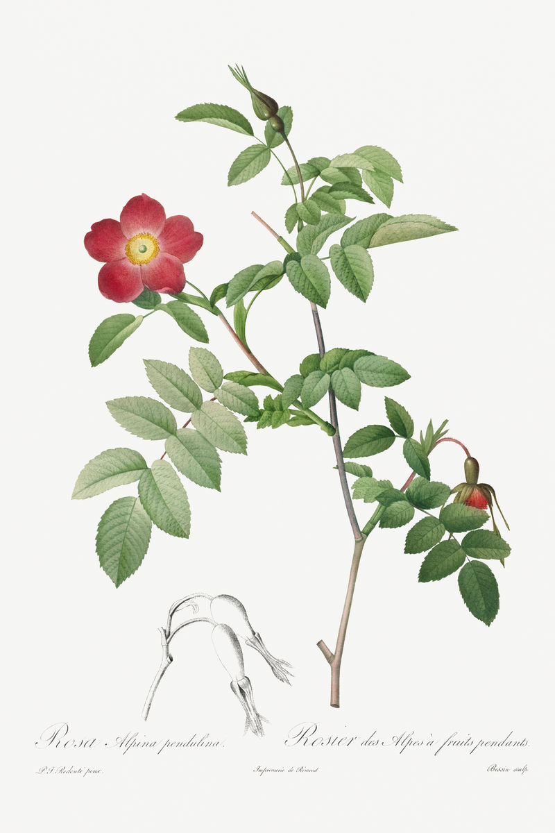 Rosa alpina pendulina插画海报模型