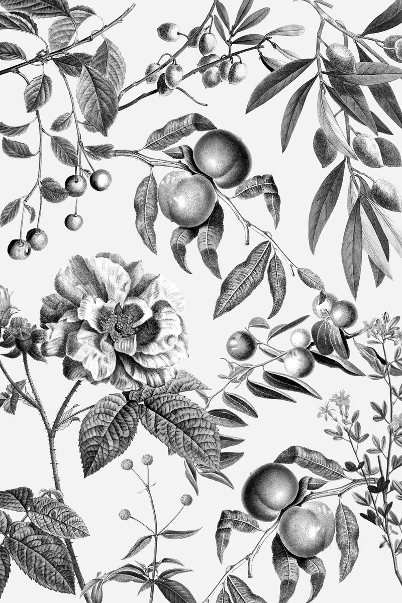 优雅的玫瑰花图案psd黑白水果复古插图