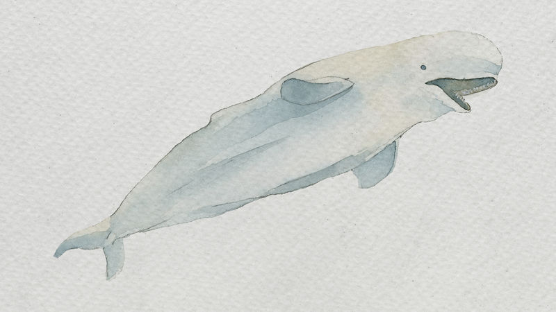 白色帆布模板上的水彩画白鲸