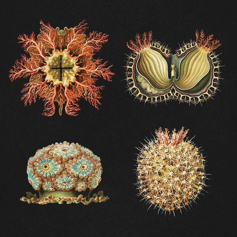 复古海洋生物插图集