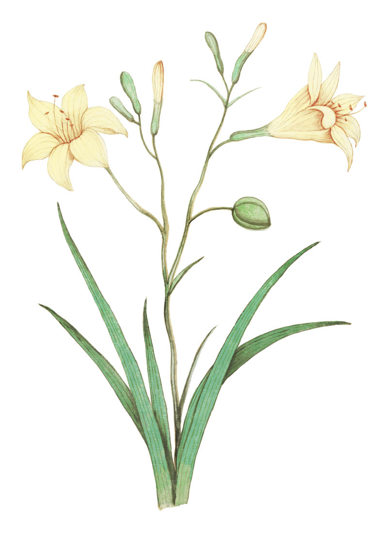 复古黄百合花插画