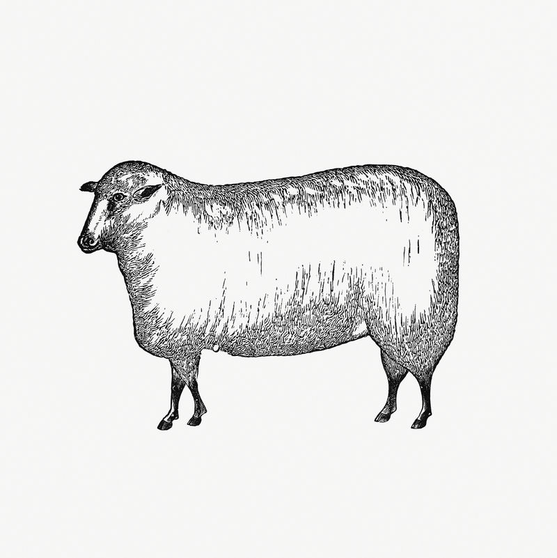 复古欧式家畜羊版画