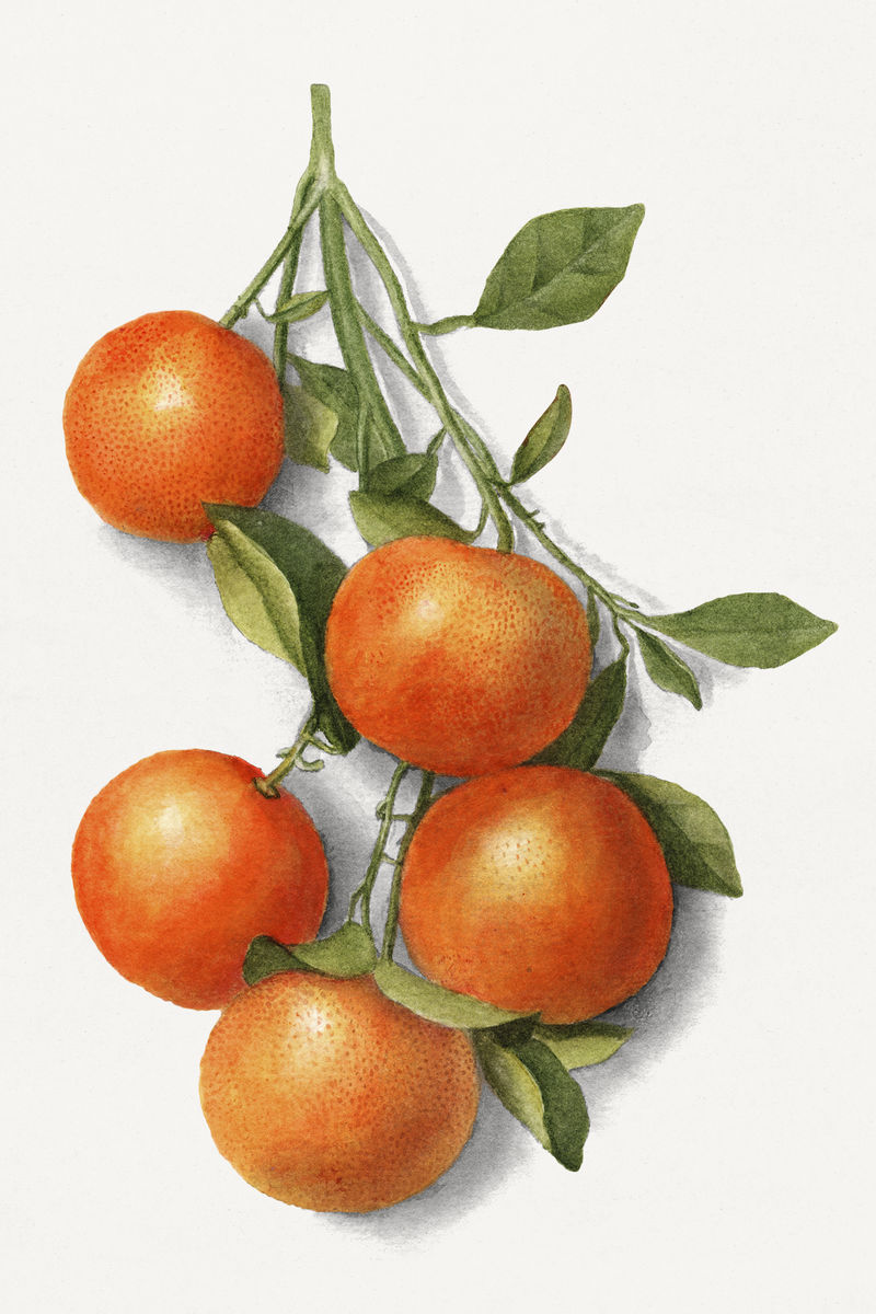 柑橘类水果的葡萄枝插图模型