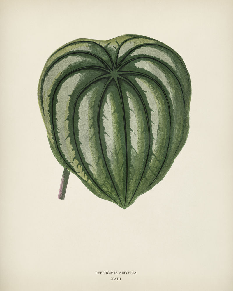 本杰明·福塞特（1808-1893）为雪莉·希伯德（1825-1890）的新的和稀有的美丽叶子植物雕刻的胡椒接骨木（Peperomia aroypea）