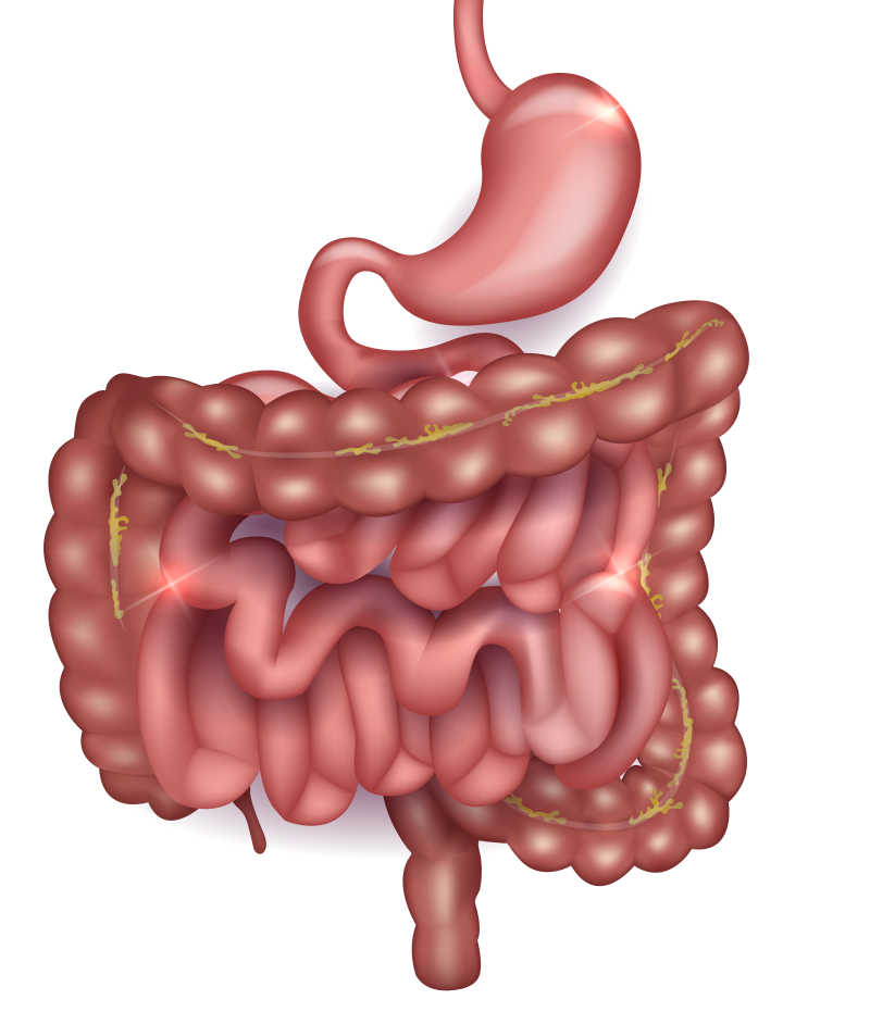 白色背景上的胃肠道矢量插图