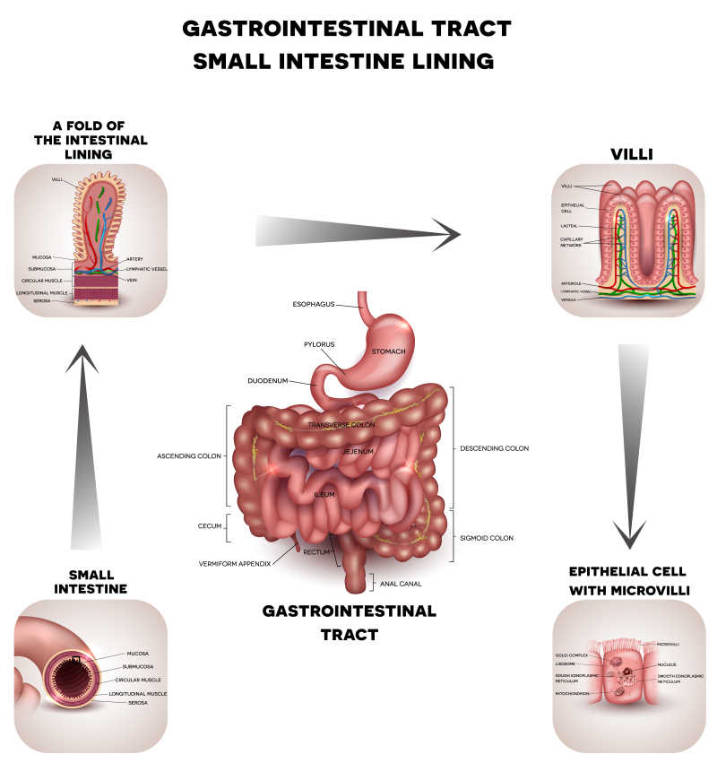 正常胃肠道与小肠的详细解剖矢量图