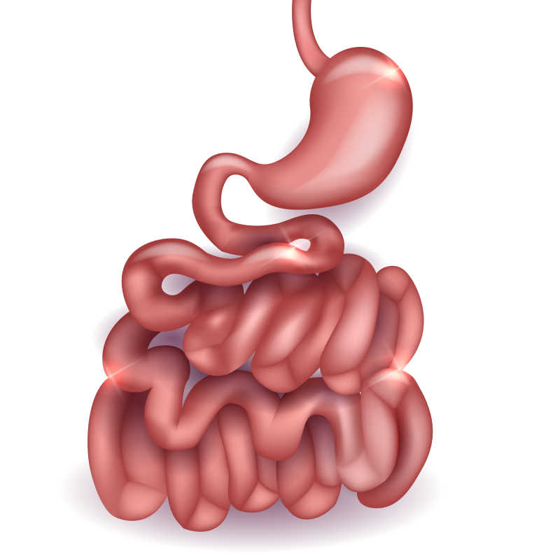 白色背景上的健康的小肠和胃矢量插图