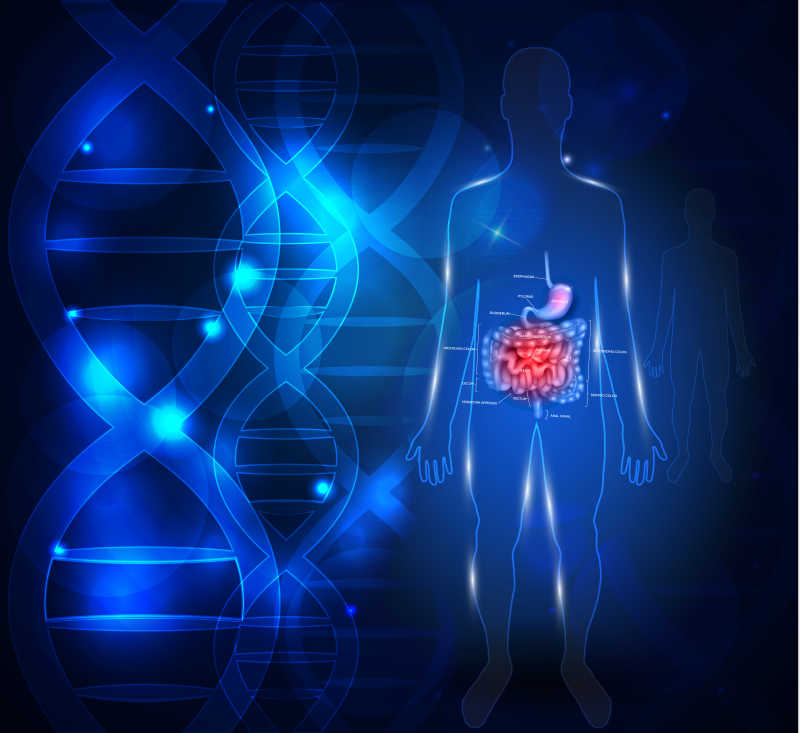 胃肠道抽象科学背景与DNA链矢量插图
