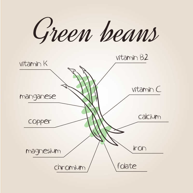 绿豆营养清单的矢量插图