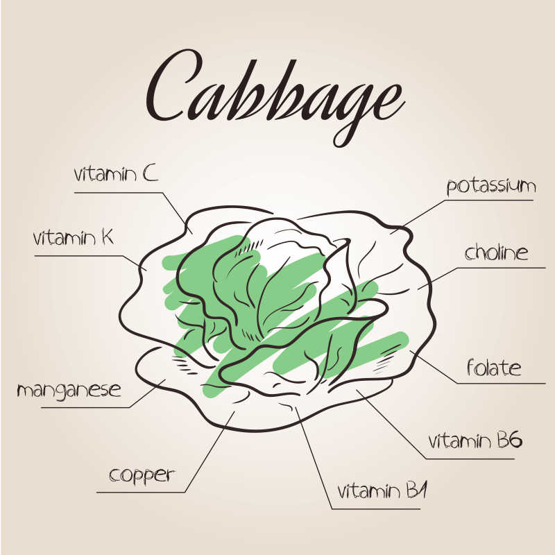 甘蓝营养素表的矢量图解