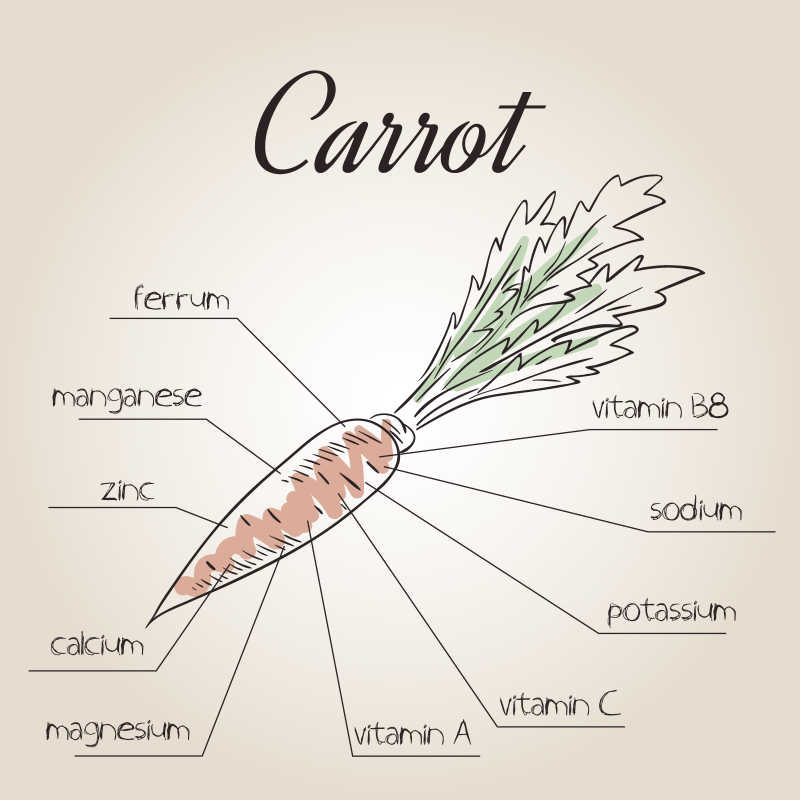 胡萝卜营养素表矢量插画