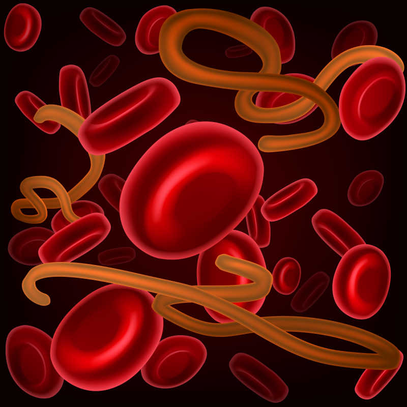 红细胞和埃博拉病毒矢量插画