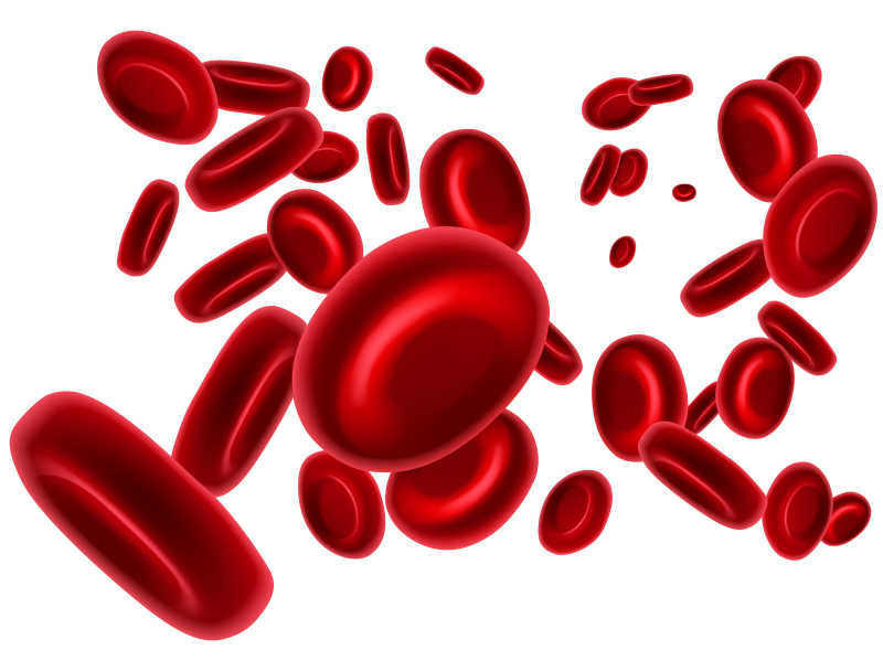 静脉或动脉中的红细胞矢量插画
