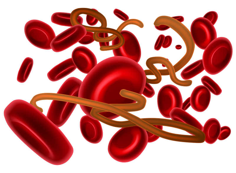 埃博拉病毒和红细胞矢量插画