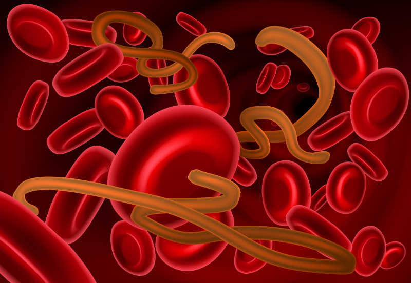 病毒和红细胞矢量医学图解