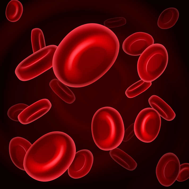 人体红色血细胞矢量插画