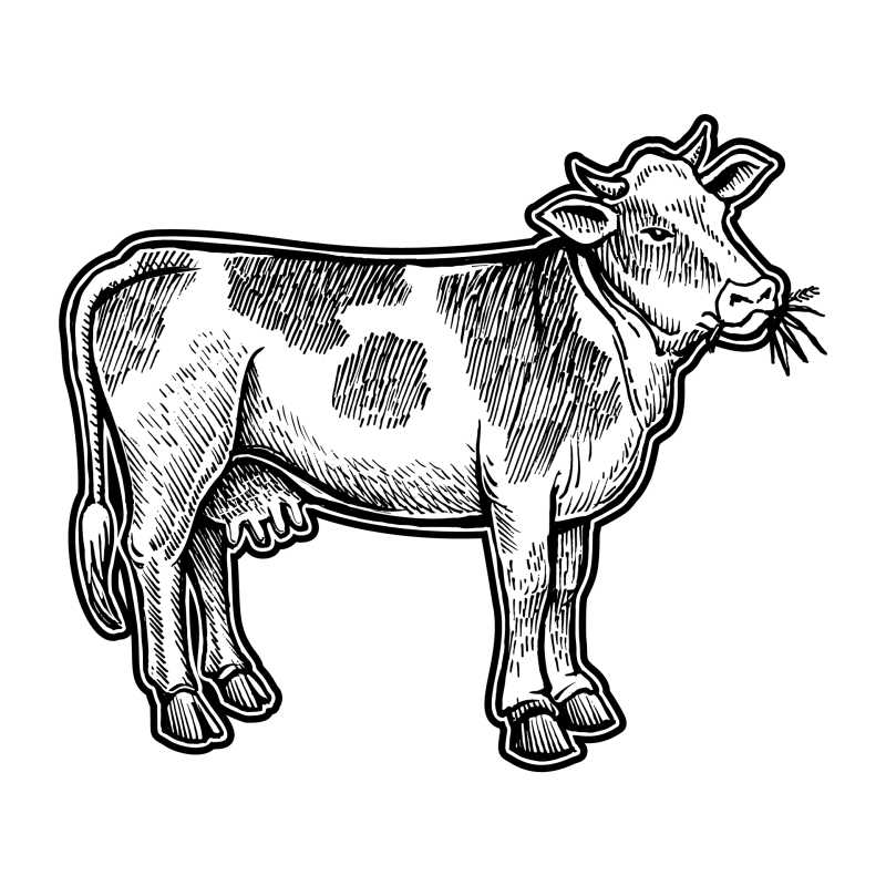 贴纸风格的奶牛矢量插画