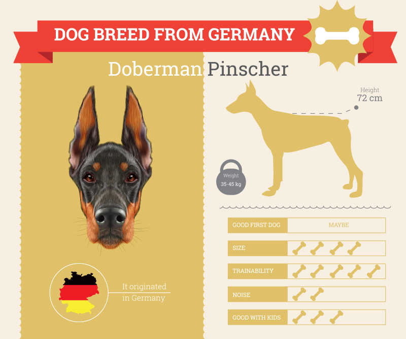 德国杜宾犬矢量信息表