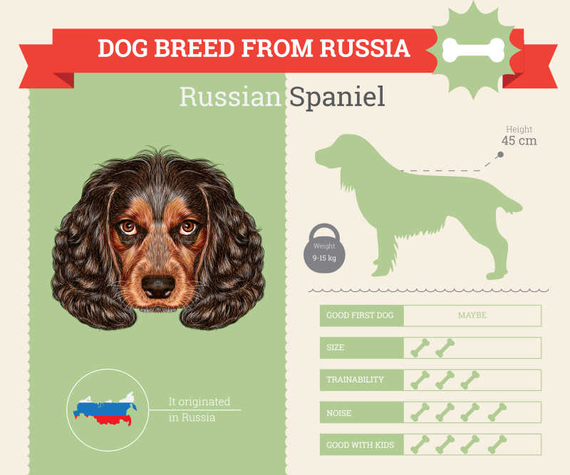 矢量俄罗斯猎犬信息图表