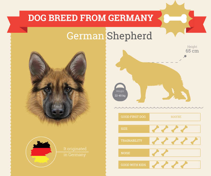 德国牧羊犬矢量信息图表