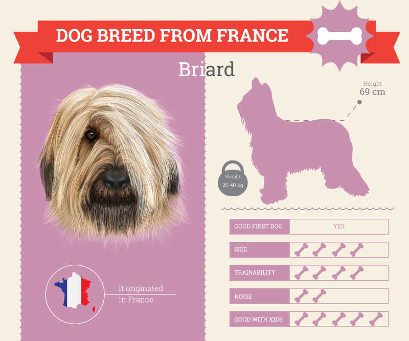 布拉德犬品种矢量信息图表