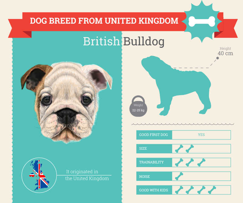 英国斗牛犬矢量品种信息图表