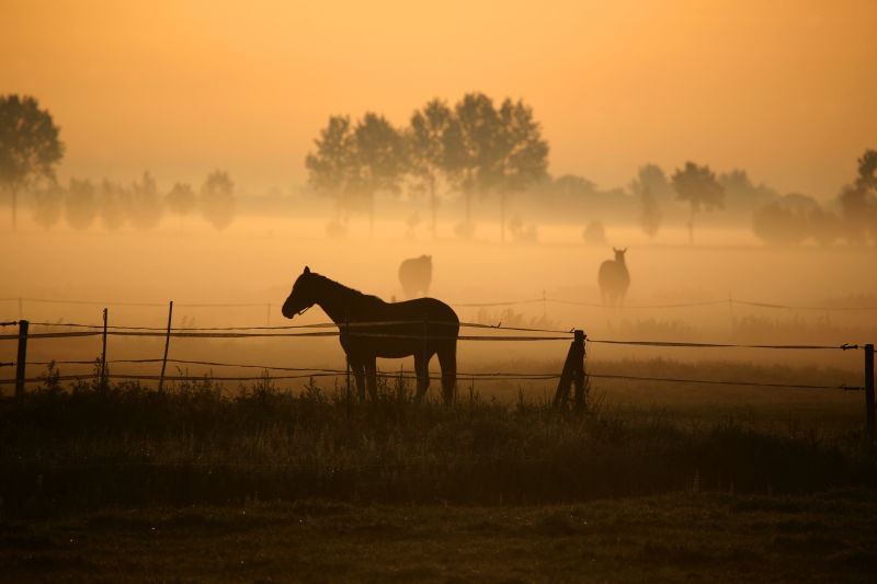 晨雾中在草地上的马