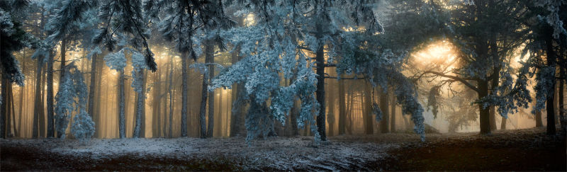 充满雾气的冬日森林