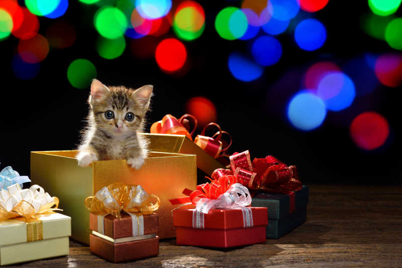 礼品盒中的小猫