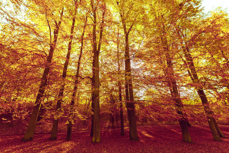 秋季美丽的森林风景