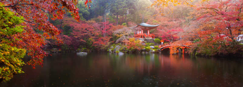 日本京都傣族姬寺彩树秋景