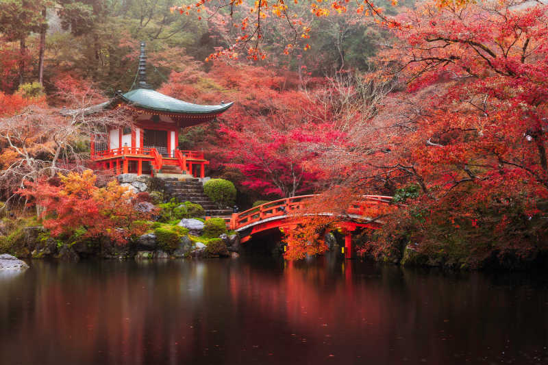 日本京都傣族姬寺彩叶枫树风景